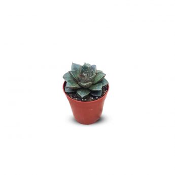 Succulents